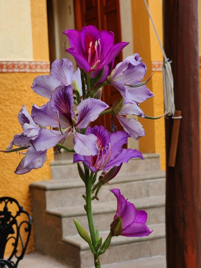 Casita Privada Del Chan Habitación en casa particular Guanajuato